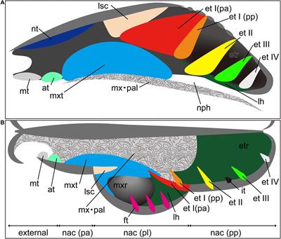 On the Embryonic Development of the Nasal Turbinals and Their Homology in Bats